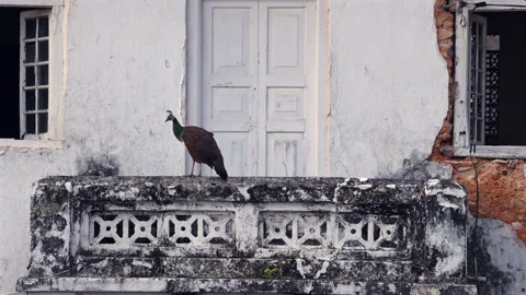 Graceful Single Peacock Perched on a Historic Stone Balcony: Architectural Stock Footage 340877731