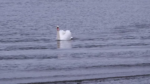 Graceful single white swan peacefully floating on the rippling blue water Stock Footage 329569170