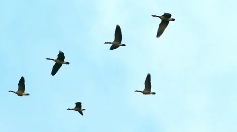 Graceful slow motion flying Canadian Stock Video Pond5