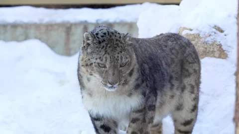 Graceful snow leopard steps through soft shimmering snow Stock Footage 321770997