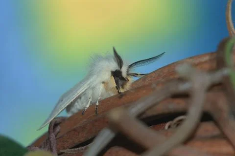 Graceful snow-white wool moth Stock-Fotos