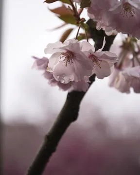 Graceful Spring Blossoms with Raindrops Stock Photos