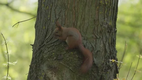 A Graceful Squirrel Skillfully Climbing the Rough Tree Bark in a Bright Sunlit Stock Footage 309334683