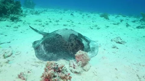Graceful Stingray Gliding Over Sandy Seafloor in Clear Tropical Water Stock Footage 316575110