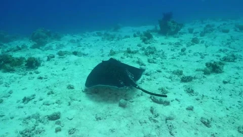 Graceful Stingray Gliding Over Sandy Seabed with Coral Reef Stock Footage 316575329