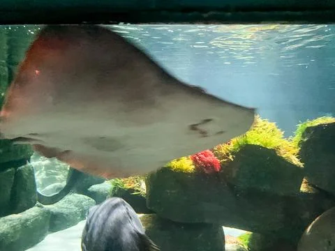 Graceful Stingray Gliding Through a Large Public Aquarium Photos