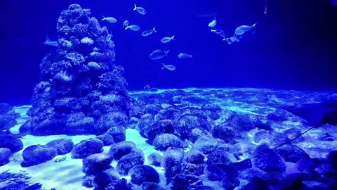 "Graceful stingrays glide through vibrant coral reef ecosystem", Stock Footage 338409302