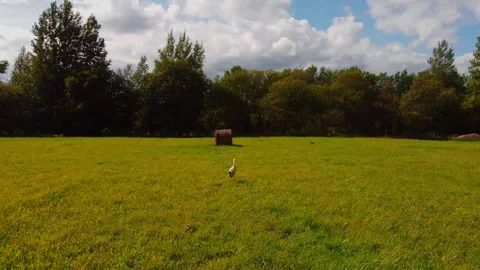 A Graceful Stork Stands Majestically in a Lush Green Field Beneath a Bright Blue Stock Footage 304828069