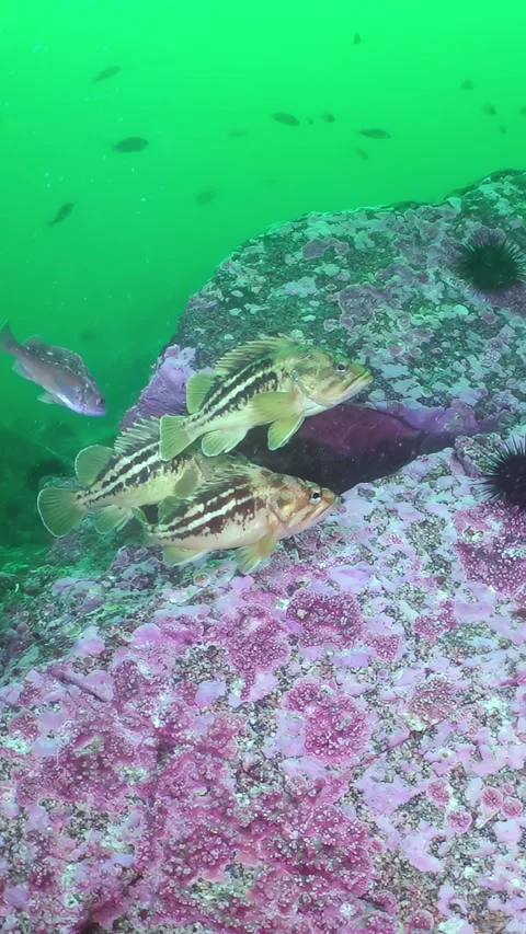 Graceful Striped Fish Navigate Sea of Japan's Vibrant Rock Garden Stock Footage 340438798