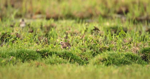 Graceful Stroll: Wood Sandpipers Wandering by the Wetland Pond Video stock 255683653