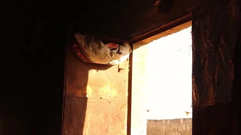 Graceful Swallow Flying from Sky into Rustic Barn – Cinematic Rural Wildlife Stock Footage 320778743