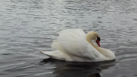 A graceful swan bird sails by. White swan swims on the sea or lake. asmr Stock Footage 146287793
