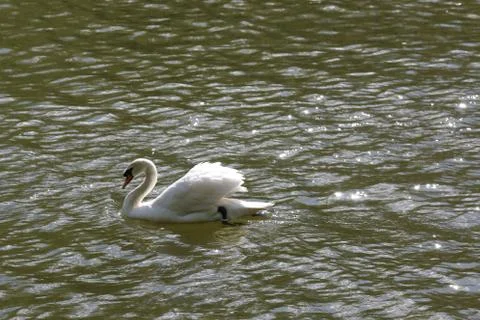 Graceful swan Stock Photos