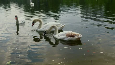 Graceful swans glide on a tranquil lake surrounded by lush green trees Stock Footage 337130141