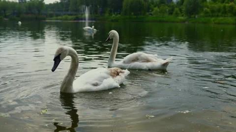 Graceful swans glide on a tranquil lake with a fountain in the background Stock Footage 337130199