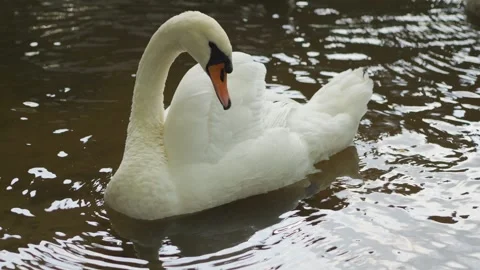 Graceful swans glide on the water creating ripples around them in 4k slow m.. Stock Footage 284524989