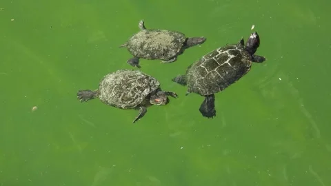 Graceful Swimmers in Emerald Waters Stock Footage 293741163