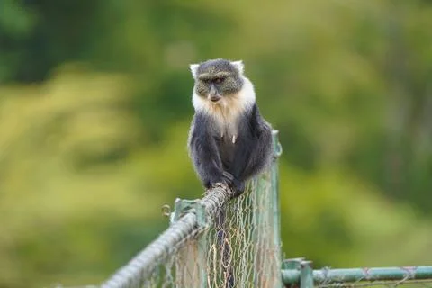 Graceful Sykes' Monkey: Cercopithecus mitis albogularis on Fence Foto stock