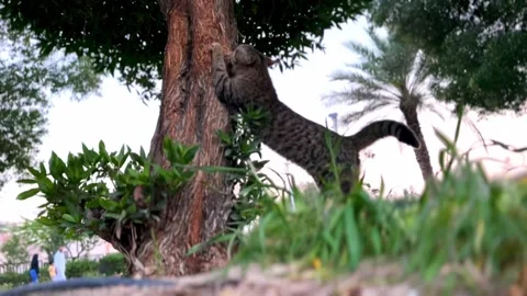 Graceful Tabby Cat Scratching Tree in Verdant Park - Stunning 4K Nature Footage. Stock-Footage 305037222