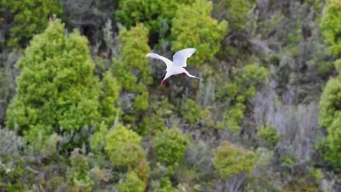 Graceful Tern in Flight Over Lush Green Forest Canopy – Wildlife in Motion Stock Footage 345165334