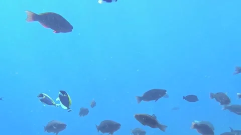 Graceful Tuna Fish Dance in the Sunlit Underwater Realm Stock Footage 340457384