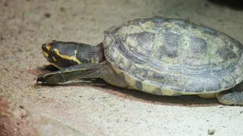 A Graceful Turtle is Resting on a Sandy Surface Surrounded by Natures Beauty and Stock Footage 304826781
