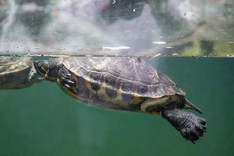 Graceful turtle swims just below surface in green water at Africam Safari Puebla Photos