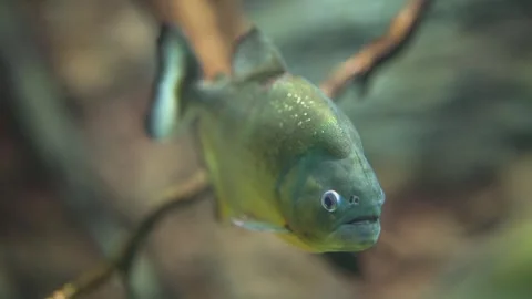 Graceful Undercurrents: The Tranquil Dance of Red-Bellied Piranhas Stock Footage 244221587