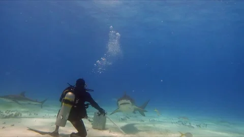 Graceful Underwater Hunter Stock Footage 314436343
