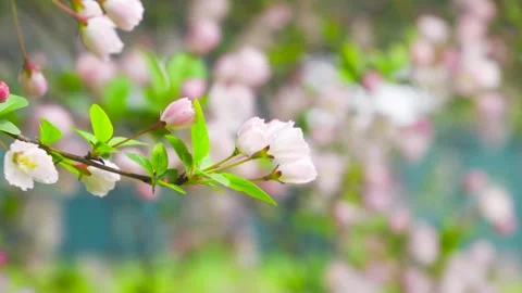 Graceful Weeping Crabapple Blossoms Cascading on Warm Spring Garden Branches Video stock 341916062
