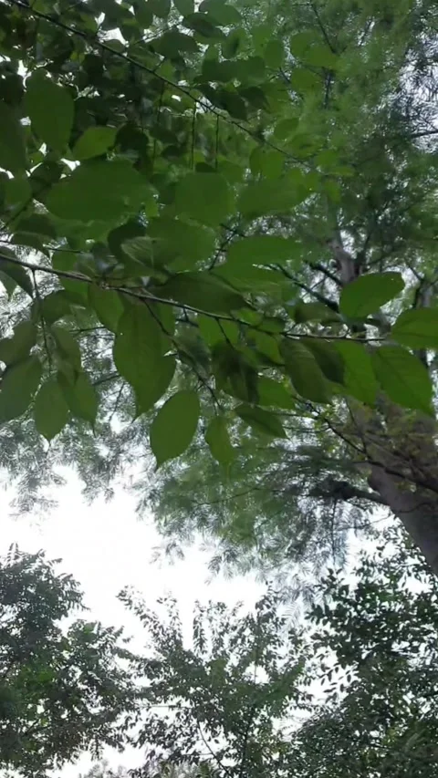 The Graceful Whirl of Wind in the Trees Video stock 278572352
