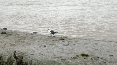 A graceful white bird walking along the water's edge Stock-Footage 331011925