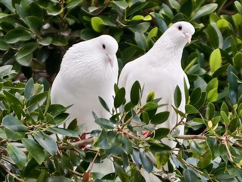 Graceful white doves encompassed by thick leaves serve as symbols of unity and Stock Photos