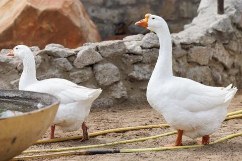 Graceful White Geese Roaming a Rustic Russian Farmstead Under the Warm Sunlig Stock Photos