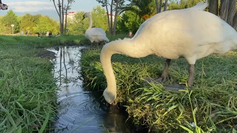 Graceful white swan arching the neck drinking water in park on sunny day Stock Footage 252567906