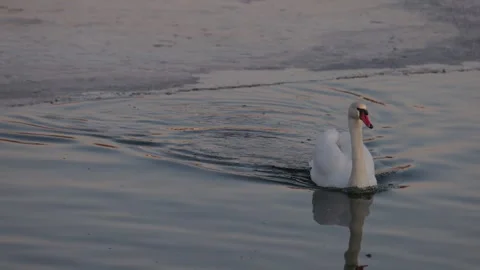 A graceful white swan glides through icy waters at sunset. The calm lake 库存影片 303370492