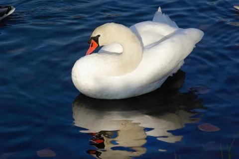Graceful white swan Stock Photos