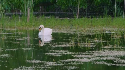 Graceful White Swan on the Ros River, Ukraine Stock Footage 326373848