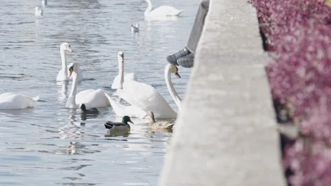 Graceful white swans and ducks eagerly awaiting food from a person sitting on a Stock Footage 332115933
