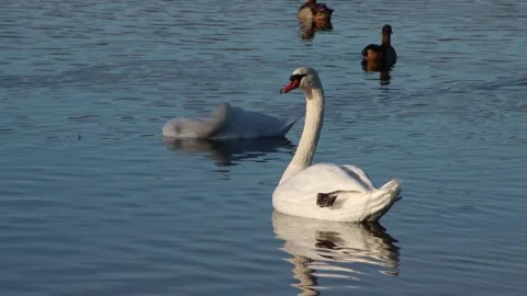 Graceful White Swans Floating on a Serene Lake Reflected in Water Stock Footage 298518901