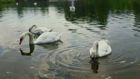 Graceful white swans glide serenely on a tranquil lake surface Stock Footage 337130174