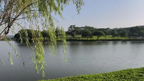 Graceful Willow Tree Branches Hanging Above Calm Lake Under Clear Blue Sky Stock Footage 339705730
