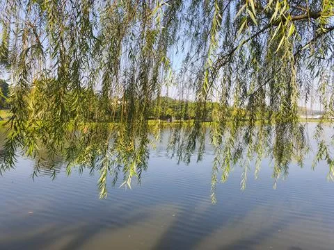 Graceful Willow Tree Branches Hanging Above Calm Lake Under Clear Blue Sky Stock Photos