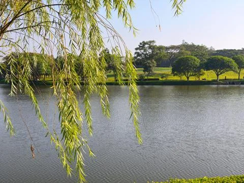 Graceful Willow Tree Branches Hanging Above Calm Lake Under Clear Blue Sky Stock Photos