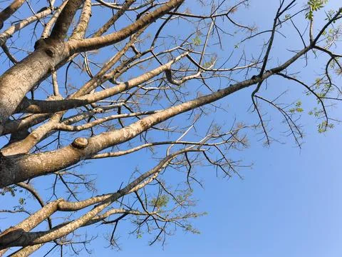 Graceful Willow Tree Branches Hanging Above Calm Lake Under Clear Blue Sky Stock Photos