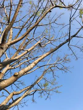 Graceful Willow Tree Branches Hanging Above Calm Lake Under Clear Blue Sky Stock Photos