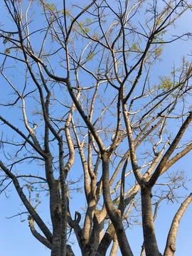 Graceful Willow Tree Branches Hanging Above Calm Lake Under Clear Blue Sky Stock Photos