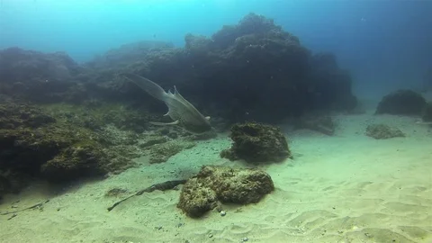Graceful Zebra Shark Or Leopard Shark. Peaceful Carpet Shark In Sunlit Blue Sea Stock Footage 115124333