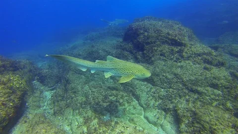 Graceful Zebra Sharks Or Leopard Sharks. Peaceful Carpet Sharks &amp; Sunlit Blue Stock Footage 115791848