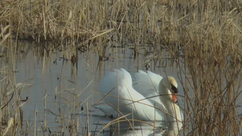 Gracefully floating swan against the background of reeds Vídeos de archivo 150604615